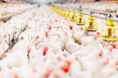 içinde kapalı besleme tavuk çiftliği tavuk