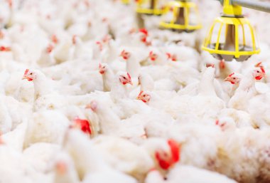 içinde kapalı besleme tavuk çiftliği tavuk