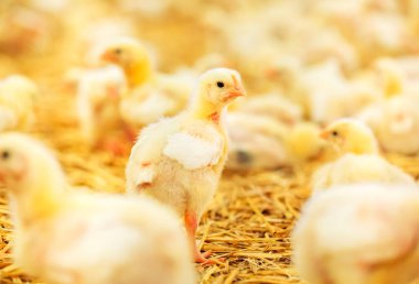 küçük tavuk besleme kapalı tavuk çiftliği