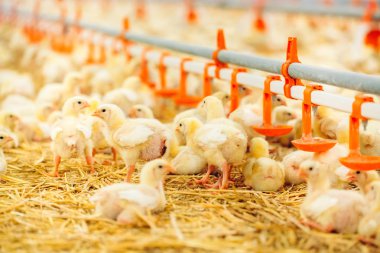 küçük tavuk besleme kapalı tavuk çiftliği