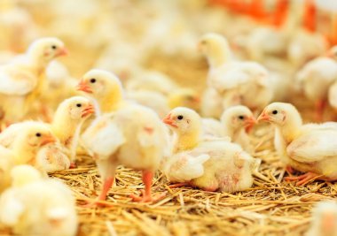 küçük tavuk besleme kapalı tavuk çiftliği