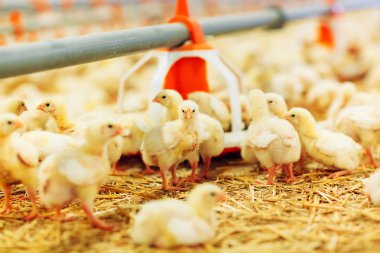 küçük tavuk besleme kapalı tavuk çiftliği