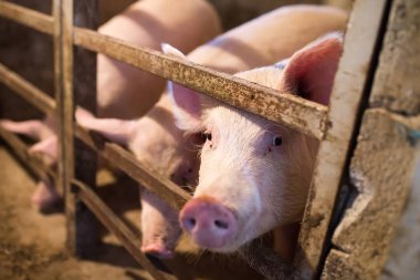 bir çiftlikte ahırda şirin pembe domuzlar