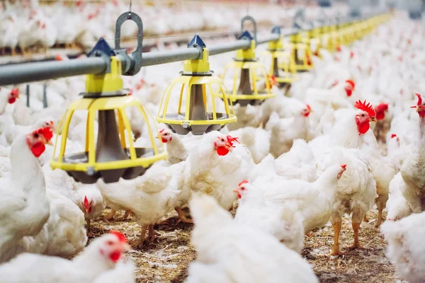 Içinde Kapalı Besleme Tavuk Çiftliği Tavuk — Stok fotoğraf