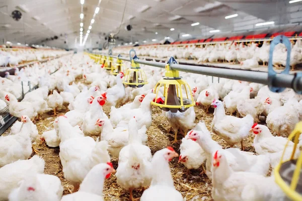 Alimentación Pollo Interior Granja Pollos —  Fotos de Stock