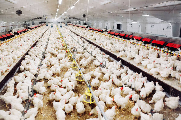 курица кормление в помещении куриная ферма
