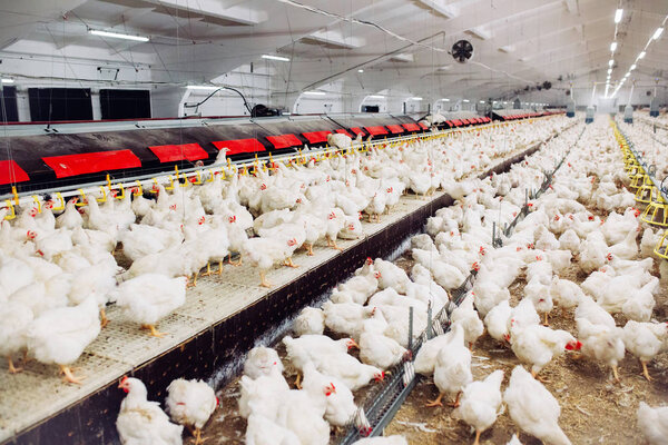 курица кормление в помещении куриная ферма
