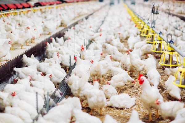 Chicken Feeding Indoors Chicken Farm — Stock Photo, Image