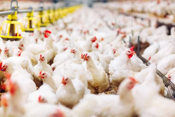 Alimentação Frango Fazenda Frango Dentro Casa — Fotografia de Stock