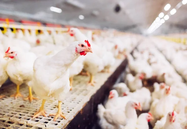 Chicken Feeding Indoors Chicken Farm — Stock Photo, Image