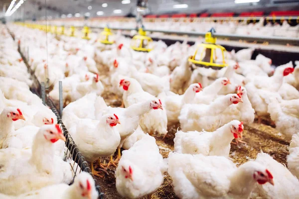 Ayam Makan Peternakan Ayam Dalam Ruangan — Stok Foto