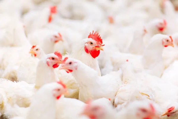 Alimentation Poulet Dans Ferme Poulet Intérieur — Photo