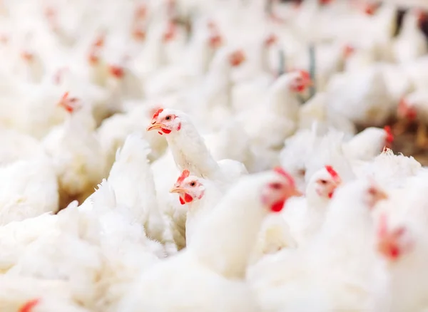 Hühnerfütterung Geschlossenen Hühnerställen — Stockfoto