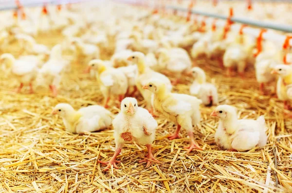 Pollitos Alimentándose Granja Pollos Cubierta — Foto de Stock