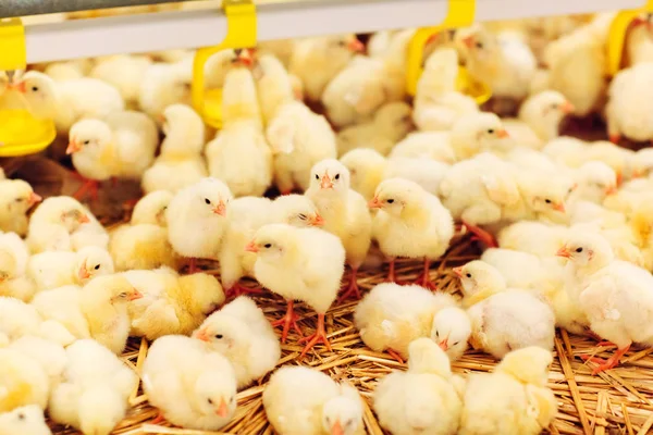 little chickens feeding in indoor chicken farm