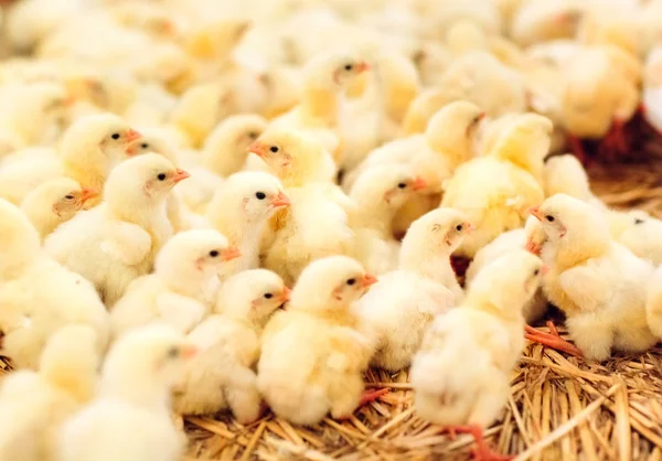 little chickens feeding in indoor chicken farm
