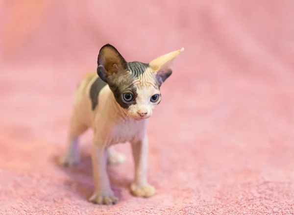 Esfinge Canadense Sem Pêlos Gatinho Cobertor Rosa — Fotografia de Stock