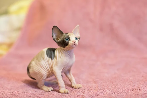 Sphynx Kanadensiska Hairless Kattunge Rosa Filt — Stockfoto