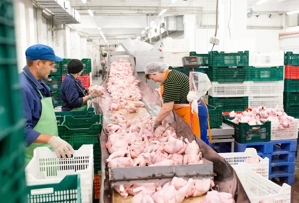 Fabrikası Konveyör Bant Üzerinde Tavuk — Stok fotoğraf