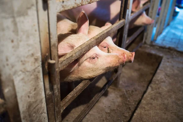 Niedliche Rosa Schweine Stall Auf Einem Bauernhof — Stockfoto
