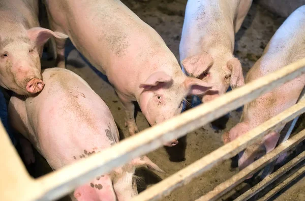 cute pink pigs in barn on a farm