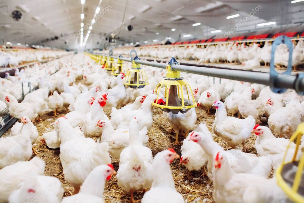 chicken feeding in indoors chicken farm