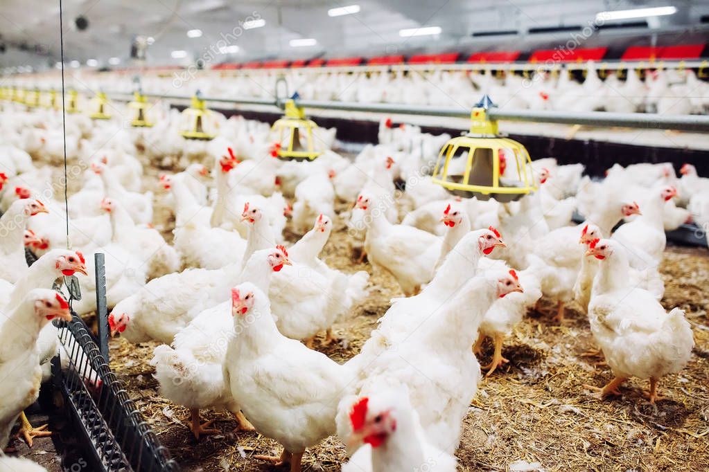 chicken feeding in indoors chicken farm