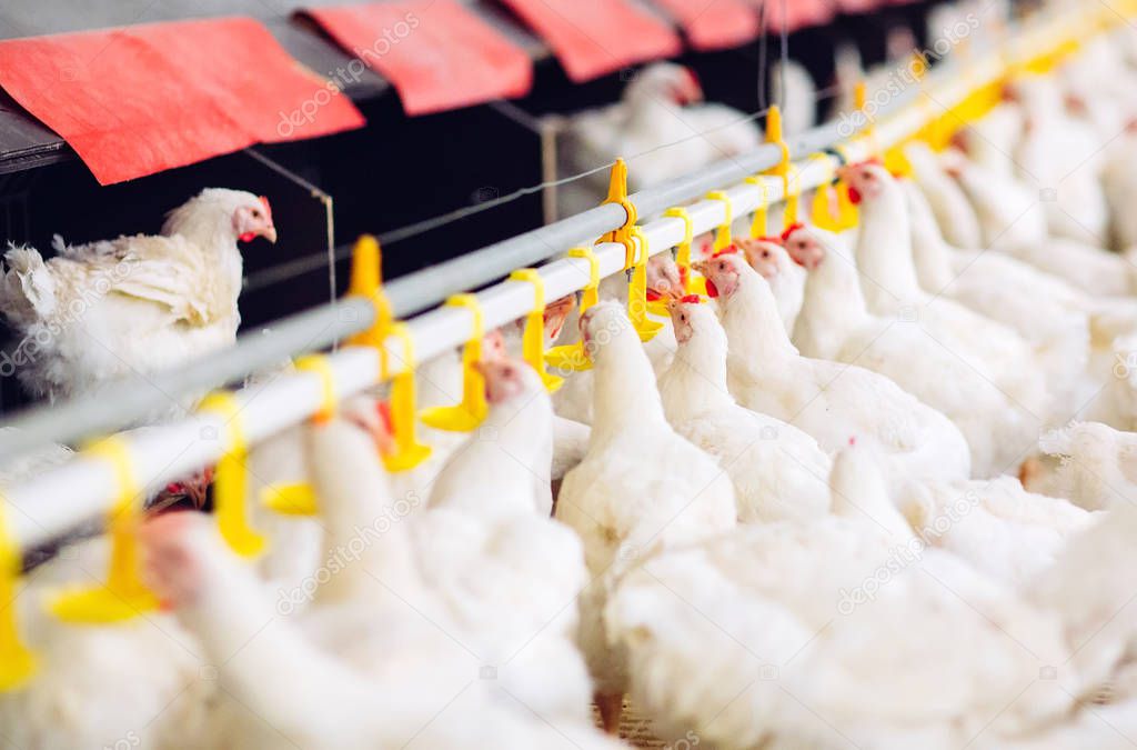 chicken feeding in indoors chicken farm