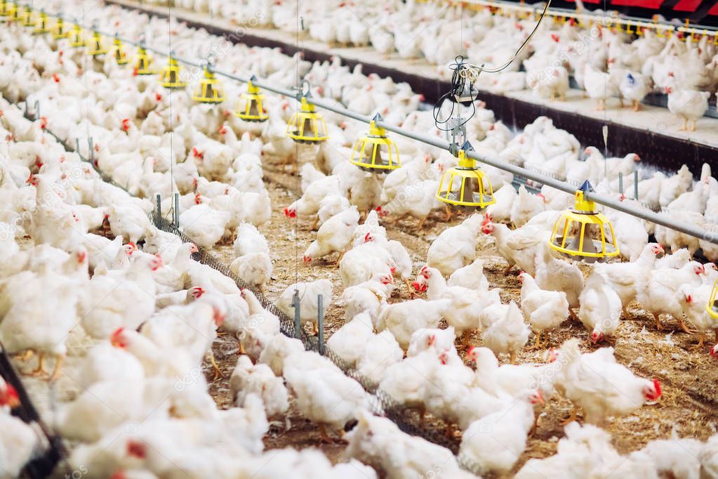 chicken feeding in indoors chicken farm