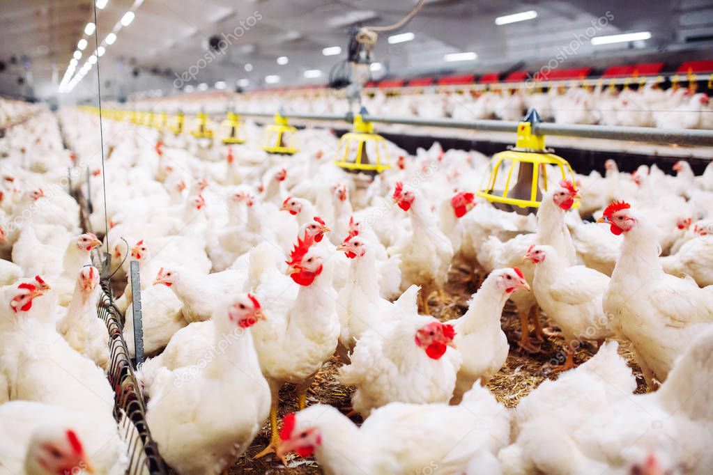 chicken feeding in indoors chicken farm