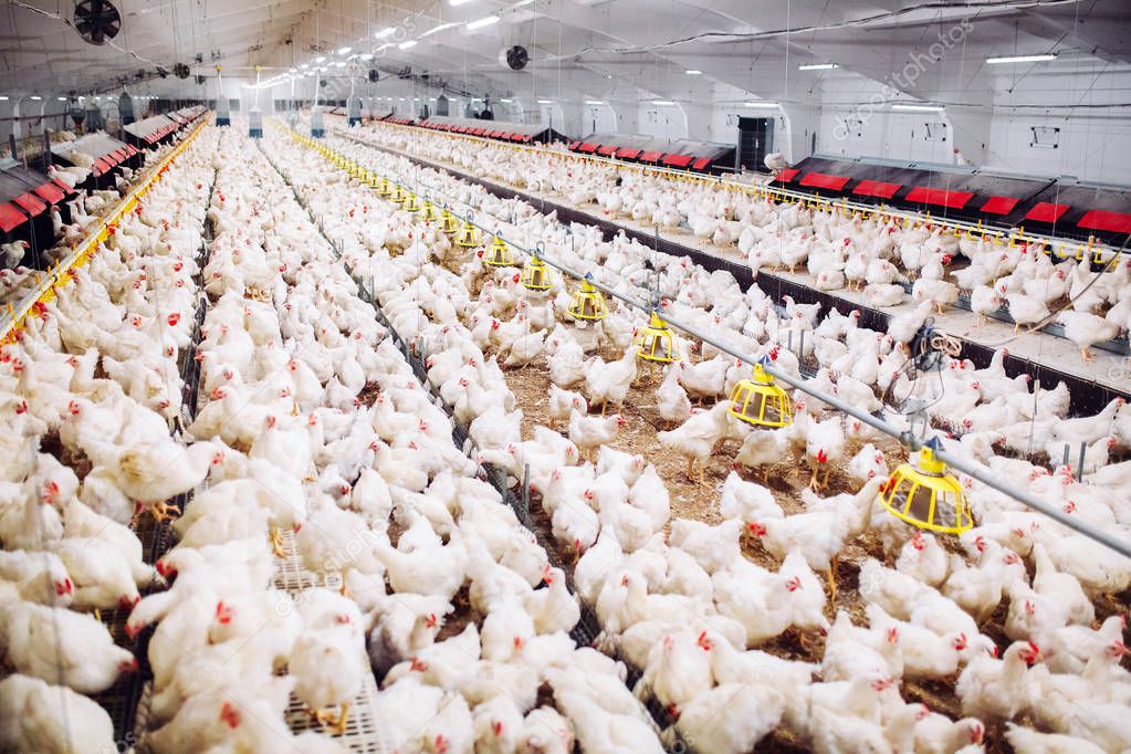 chicken feeding in indoors chicken farm