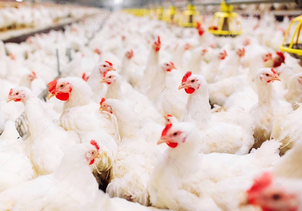 chicken feeding in indoors chicken farm