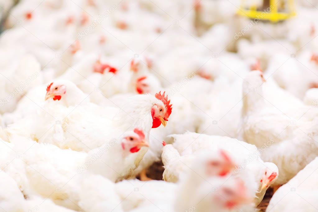 chicken feeding in indoors chicken farm