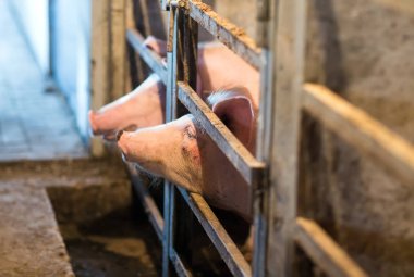 bir çiftlikte ahırda şirin pembe domuzlar