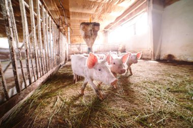 bir çiftlikte ahırda şirin pembe domuzlar