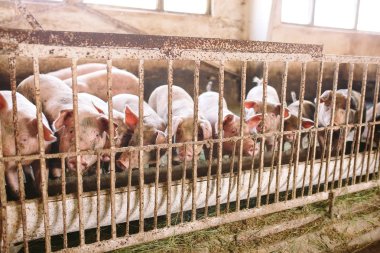 bir çiftlikte ahırda şirin pembe domuzlar