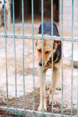 sokak köpekleri barınak grates arkasında