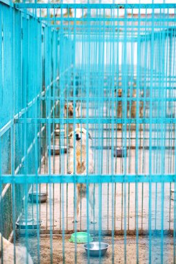 sokak köpekleri barınak grates arkasında