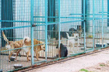 sokak köpekleri barınak grates arkasında