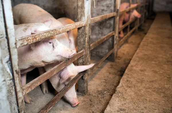 cute pink pigs in barn on a farm