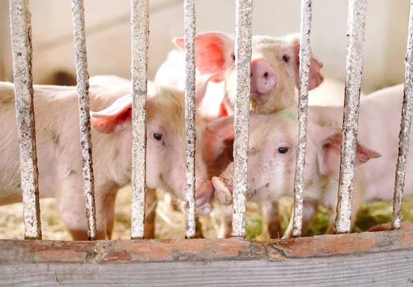 Милые Розовые Свиньи Сарае Ферме — стоковое фото