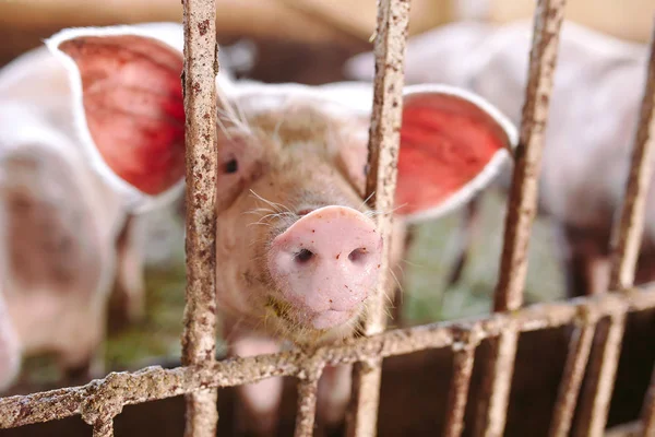 Roztomilé Růžové Prase Stodole Farmě — Stock fotografie