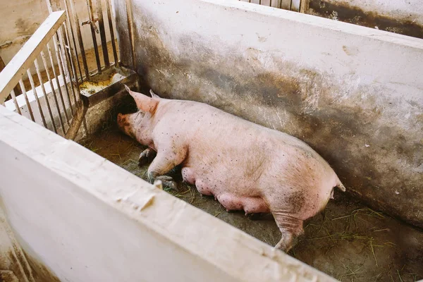 cute pink pig in barn on a farm