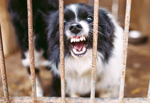 Bezpański Pies Stoi Kratą Schronie — Zdjęcie stockowe