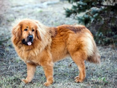 Tibet li bir mastiff. Sonbahar ormanı ile güzel büyük cins köpek