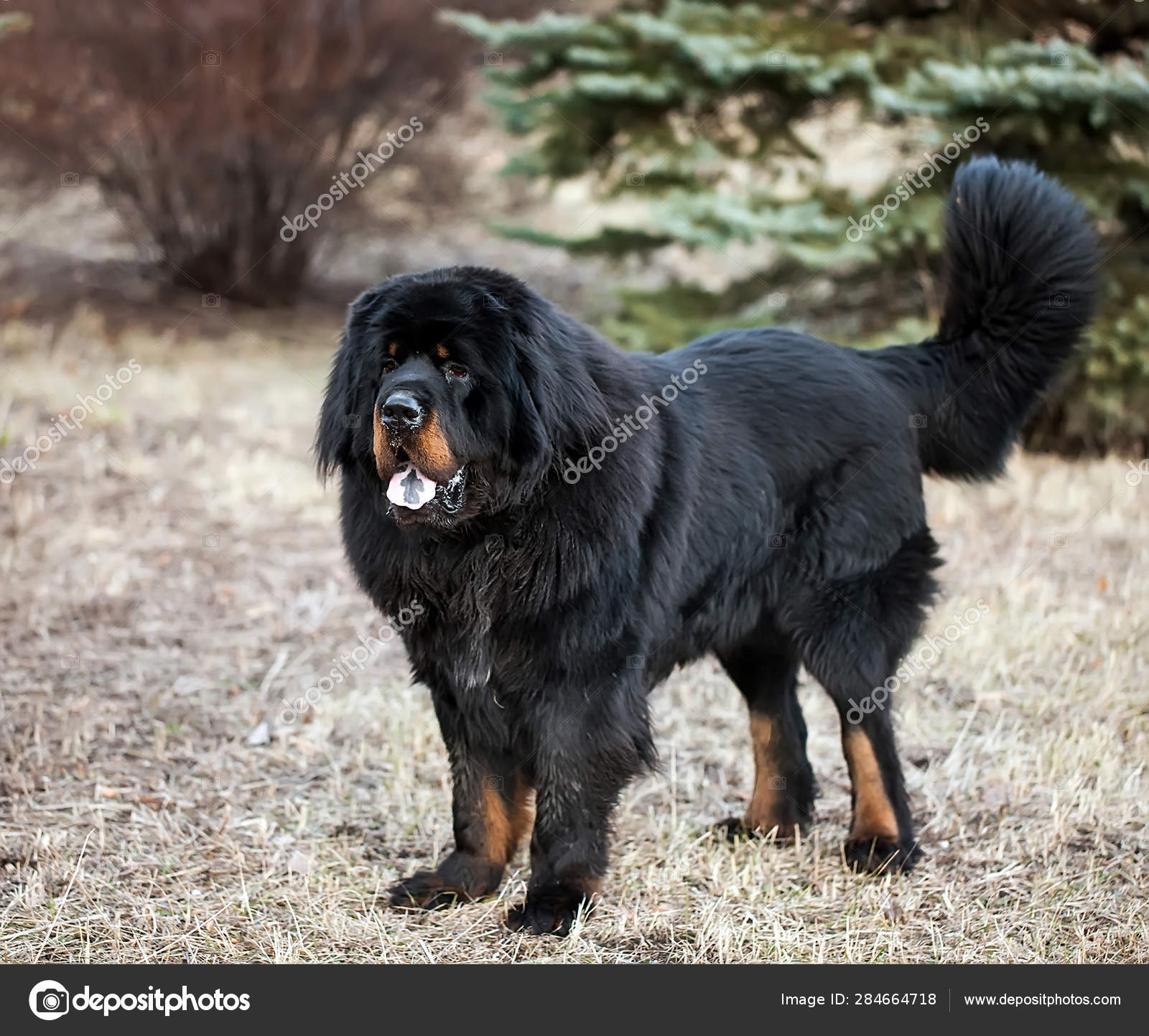 Огромная собака порода. Тибетский мастиф. Собаки породы тибетский мастиф. Тибетский мастиф черный. Тибетский мастиф большой.