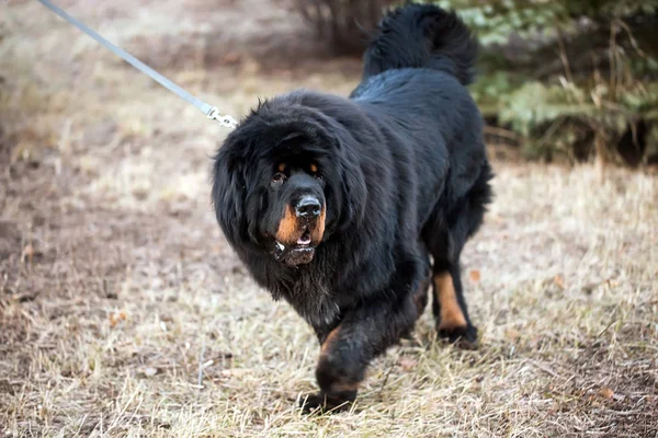 Tibetan mastiff. Beautiful big breed dog with autumn forest — Stock Photo, Image