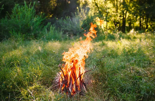 Bonfire on summer evening in the forest — Stock Photo, Image