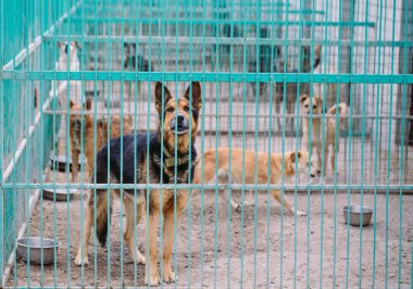 Sokak köpekleri için barınak. Kafeslerde sokak köpekleri.