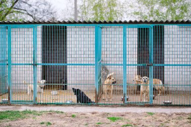 Sokak köpekleri için barınak. Kafeslerde sokak köpekleri.